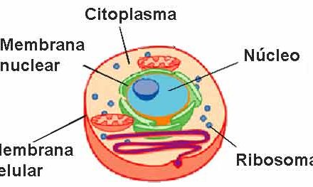 Qué diferencia hay entre citoplasma y protoplasma