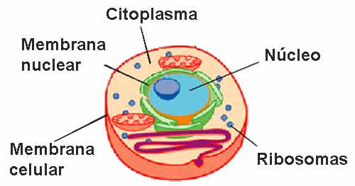 Qué diferencia hay entre citoplasma y protoplasma