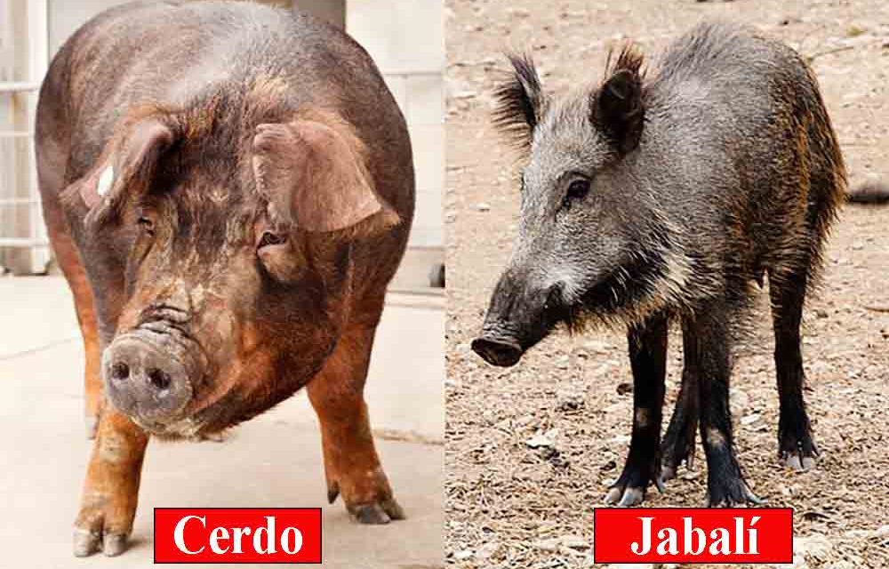 Qué diferencia hay entre cerdo y jabalí