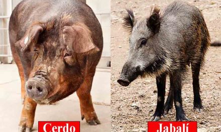 Qué diferencia hay entre cerdo y jabalí