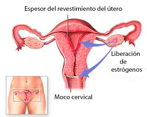 Qué diferencia hay entre desecho y menstruación