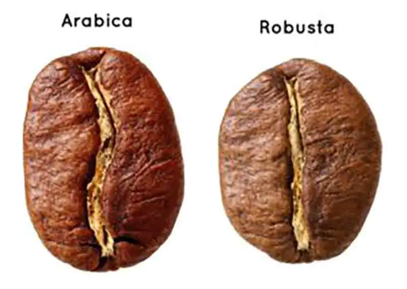 Qué diferencia hay entre el café arábica y el robusta