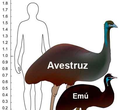 Qué diferencia hay entre emú y avestruz