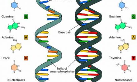 Qué diferencia hay entre ADN y ARN