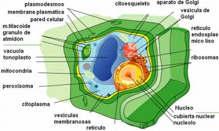 Qué diferencia hay entre membrana plasmática y pared celular