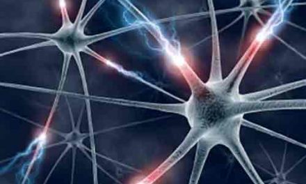 Qué diferencia hay entre nervio y neurona