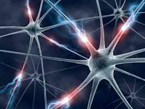 Qué diferencia hay entre nervio y neurona