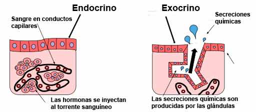 Qué diferencia hay entre exocrino y endocrino