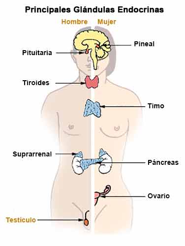 Principales glándulas endocrinas