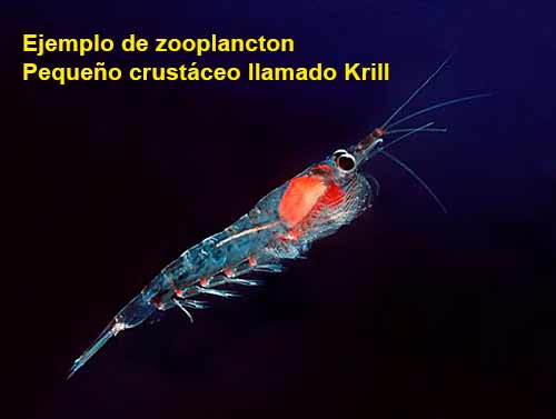 Qué diferencia hay entre zooplancton y fitoplancton