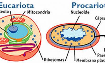 Qué diferencia hay entre células procariotas y eucariotas