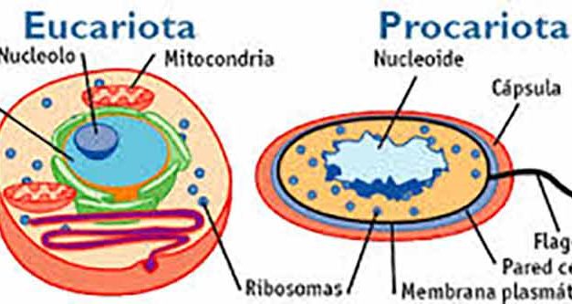 Qué diferencia hay entre células procariotas y eucariotas